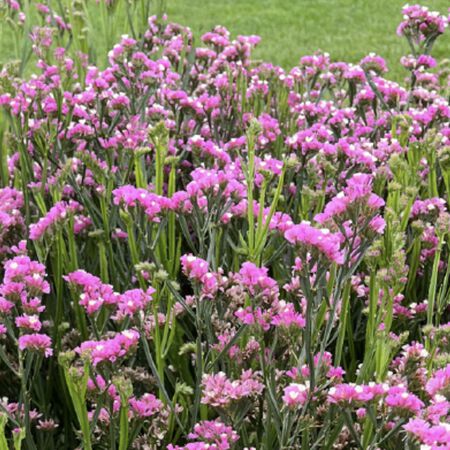 Hipster Rose, Statice Seeds - Packet image number null